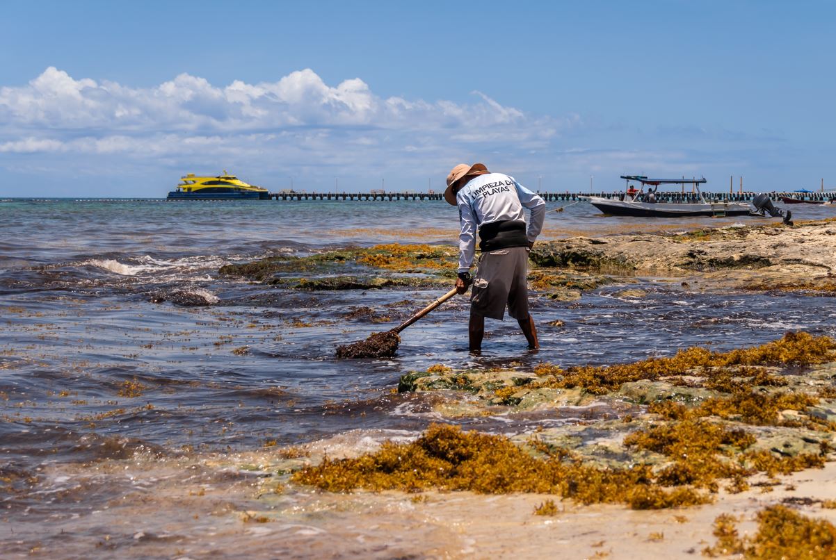 These Beaches Have The Lowest Amounts Of Sargassum In Cancun This Week