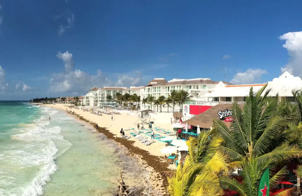 Cancun Seaweed 