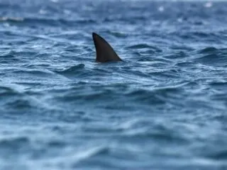 Playa del Carmen Beach Closes After Shark Sighting, Experts Say No Risk