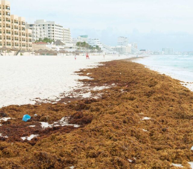 Seaweed Season Will Arrive in Cancun Within 2 Weeks - Cancun Sun