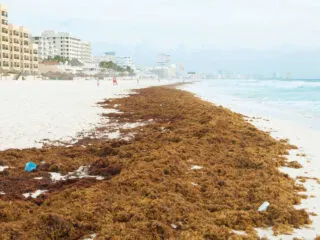Seaweed Season Will Arrive in Cancun Within 2 Weeks