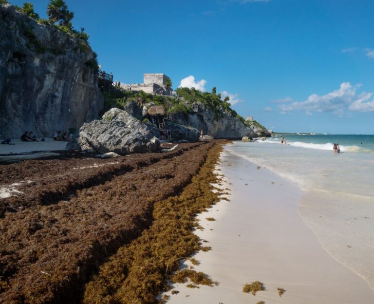 Seaweed Season Will Arrive in Cancun Within 2 Weeks - Cancun Sun