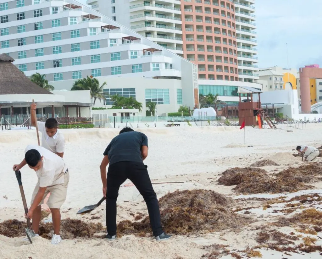 Workers Clean up Seaweed