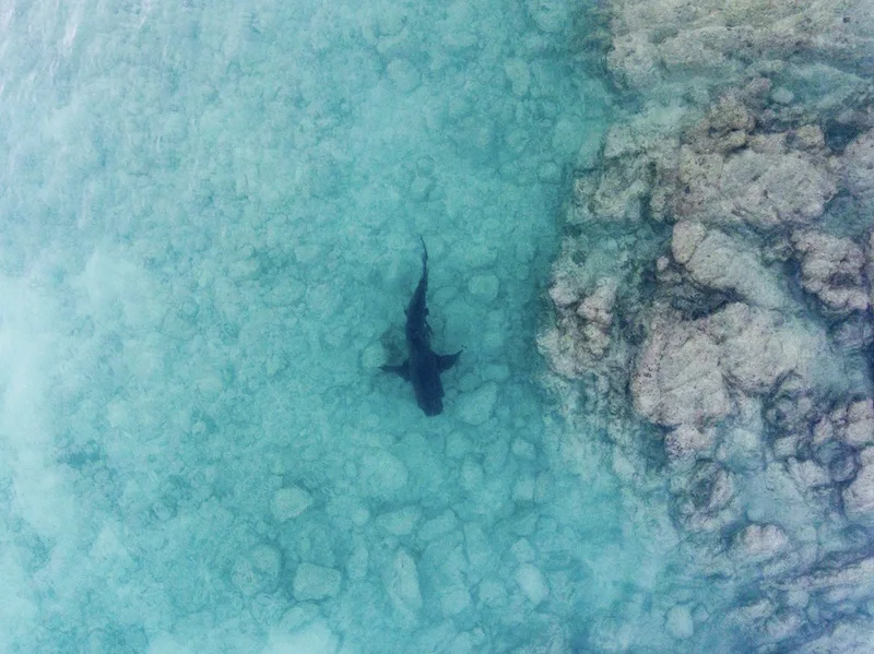 bull shark in Mexico
