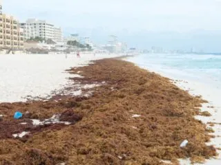 250 Km Of Beaches Around Cancun Overcome With Seaweed