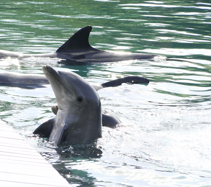 Dolphin discovery Cancun