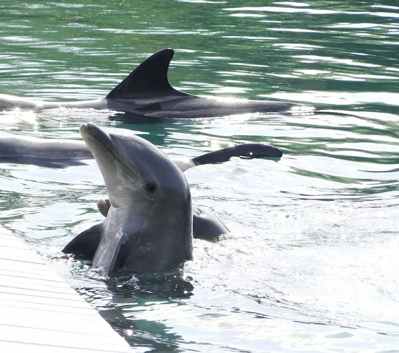 dolphins in water