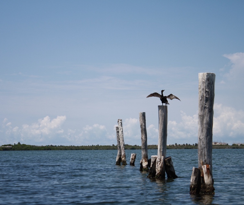 bird resting on a stump in the Nichupte Lagoon near Cancun.