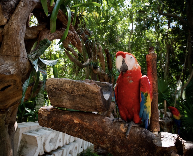 Red macaw in a tree branch Cancun