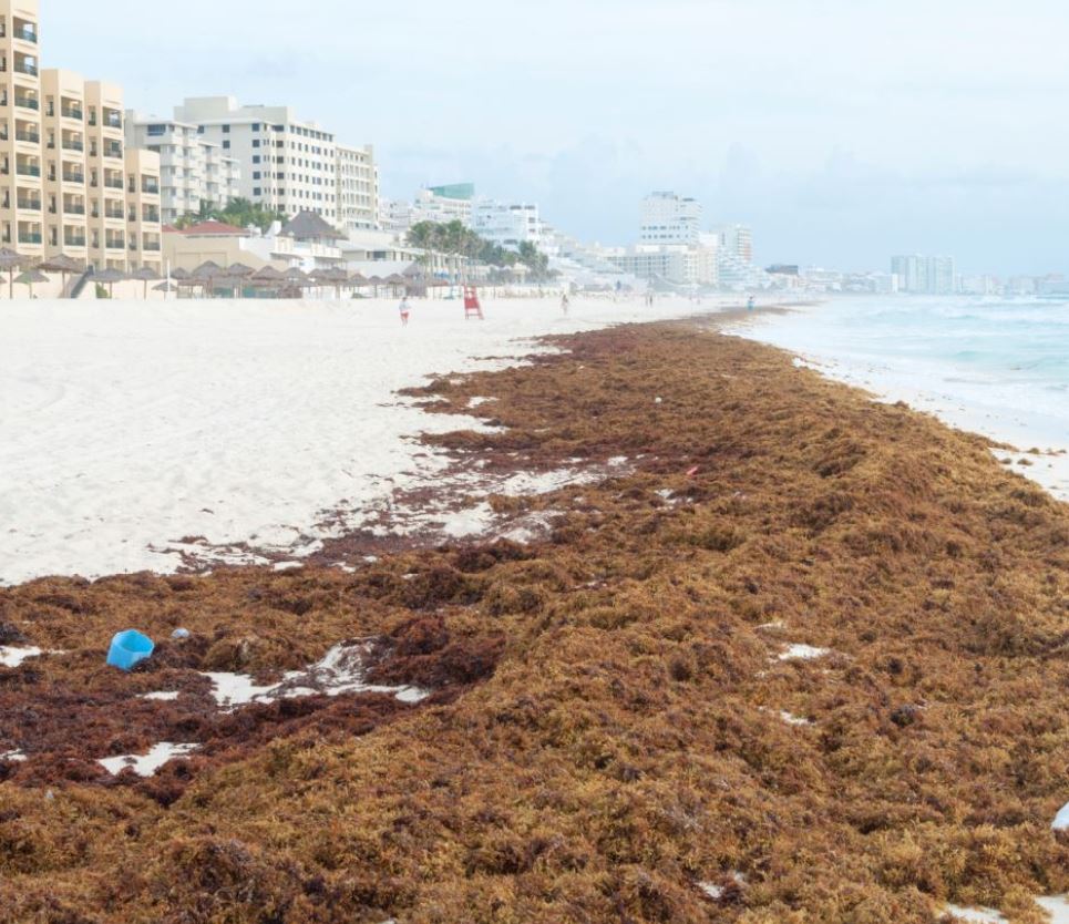 Large Amounts Of Seaweed Expected In Cancun And The Mexican Caribbean -  Cancun Sun