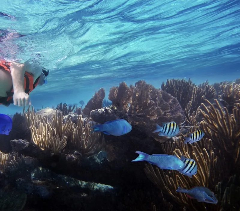 snorkeling in Cancun