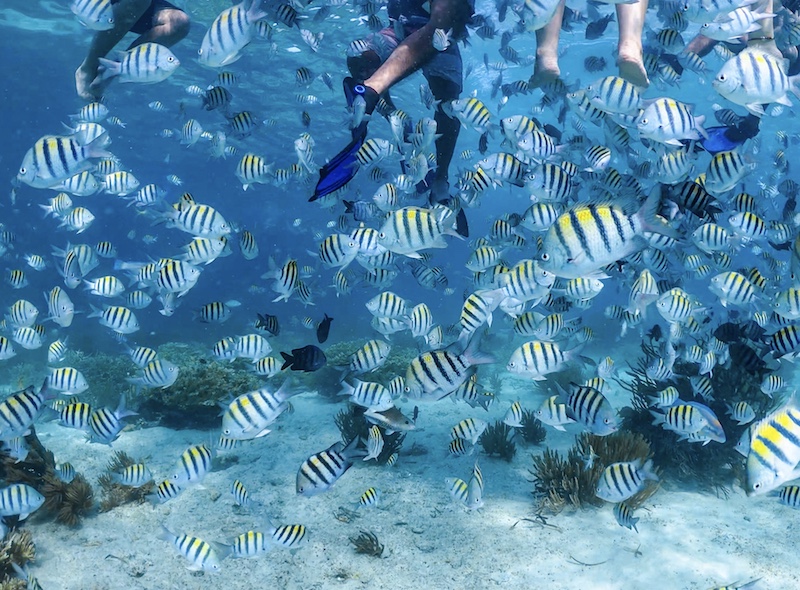 snorkeling with bright fish in Caribbean Sea