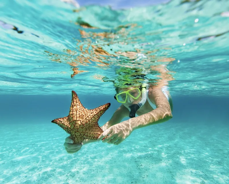 starfish snorkeling Cancun Caribbean Sea
