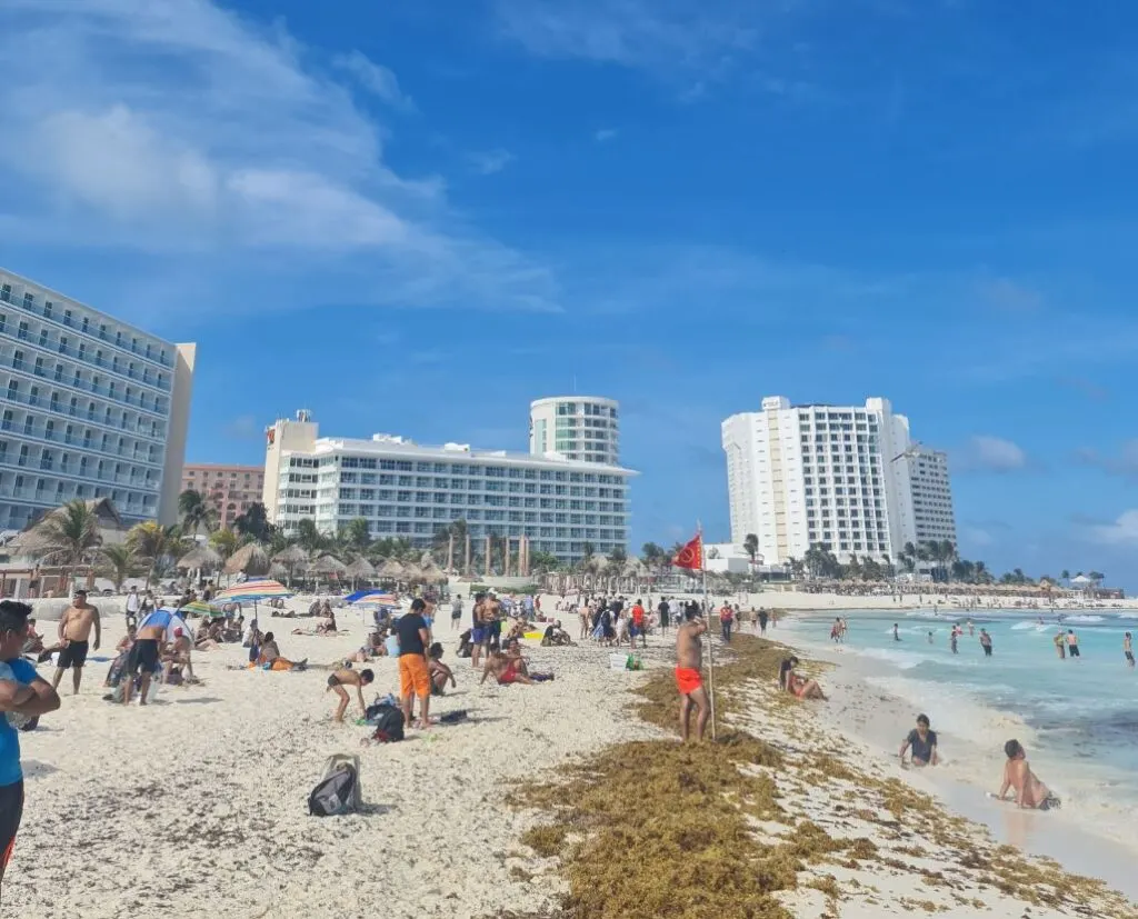 Sargassum on beach in cancun hotel zone
