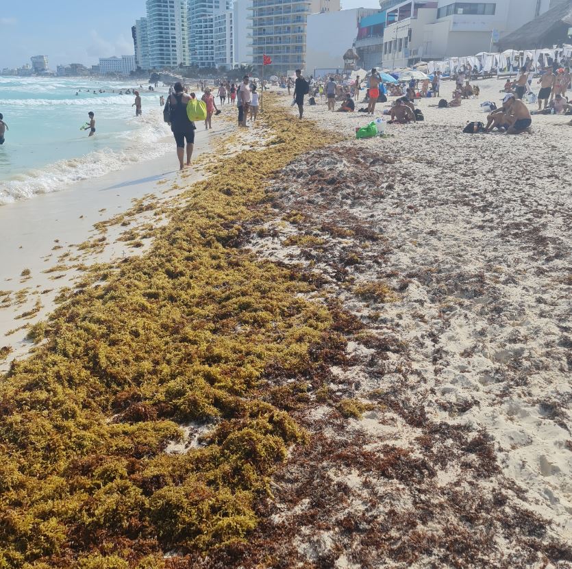 Sargassum on beach in cancun