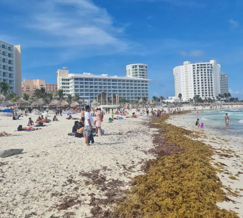 Large Amounts Of Seaweed Expected In Cancun And The Mexican Caribbean