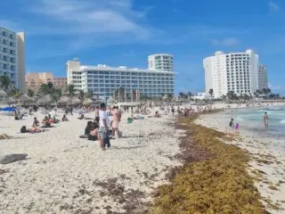 Seaweed Piles Up On Cancun Hotel Zone Beaches