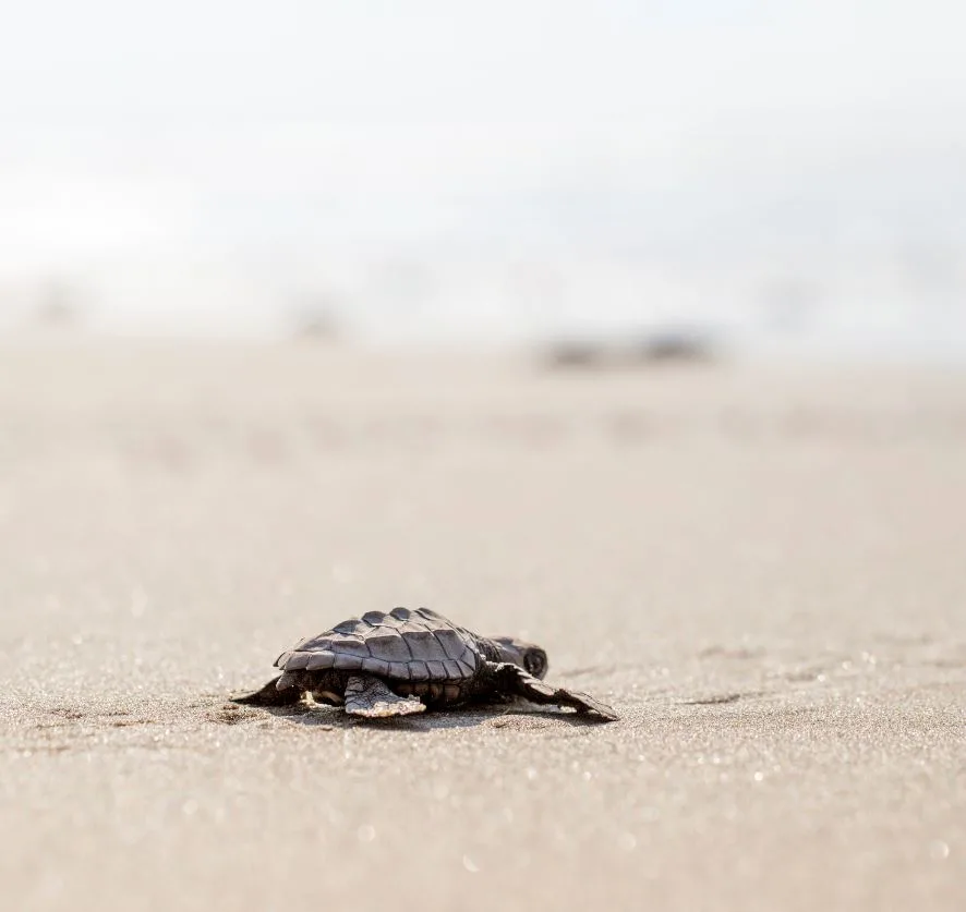 turtle on beach 
