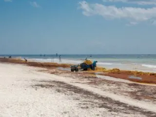 Sargassum has been a problem in major resorts of the Mexican Caribbean for almost a decade. But this summer season is bringing larger quantities than normal to these favorite tourist destinations. Last weekend alone, it was reported that over 2,000 tons of sargassum arrived in Mexican Caribbean coastal resorts.
