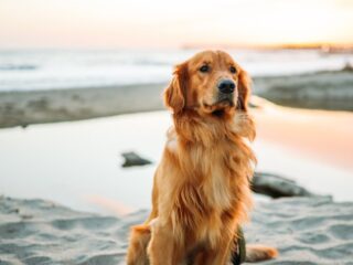 When you go on vacation and leave your faithful furry companion at home, it doesn't always feel the best. Sometimes when you're lounging on the beach with your favorite cold bevy and no clock in sight, its nice to have your four legged bestie by your side. Here are 5 pet friendly hotels in Cancun for you and your pet to enjoy.