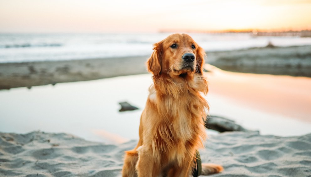 4 Pet Friendly Hotels In Cancun Cancun Sun