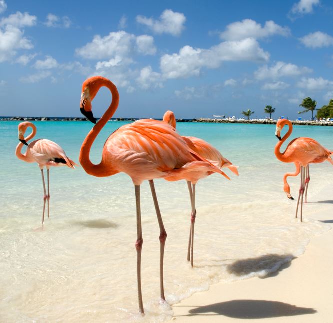 flamingos in Mexico