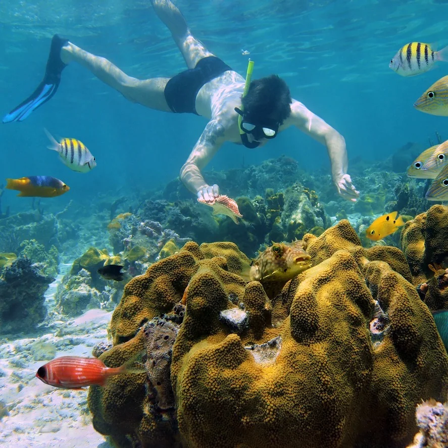 Driver watching tropical fish underwater