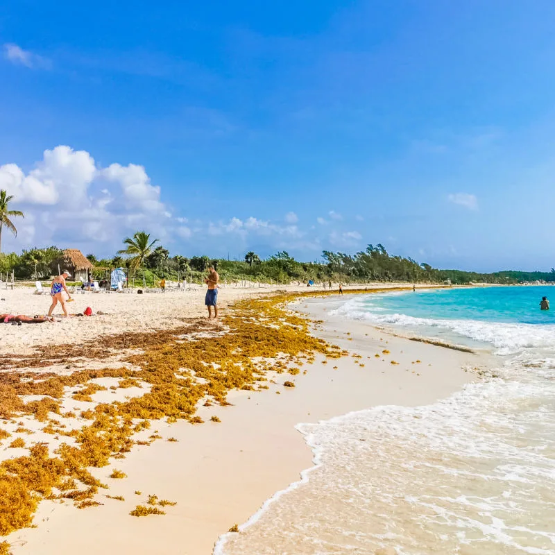 sargassum on beach in Punta Esmeralda