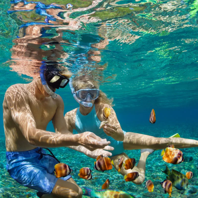 snorkel in the ocean
