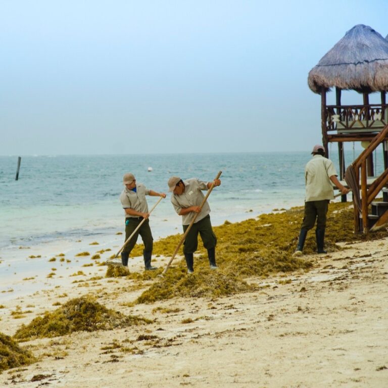 Cancun Beaches Are Still Free of Seaweed Despite Warnings of Early