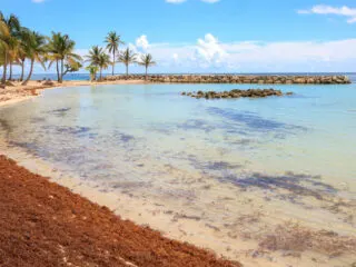 Experts Fear Massive Amounts of Seaweed in Cancun