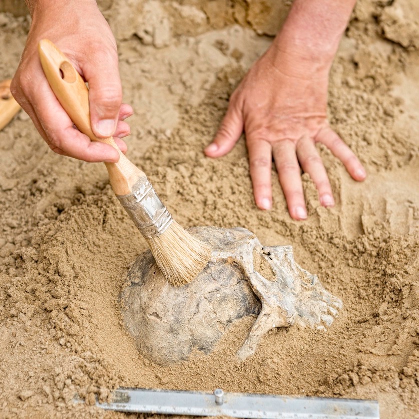 archaeology man brushing off skull in ground