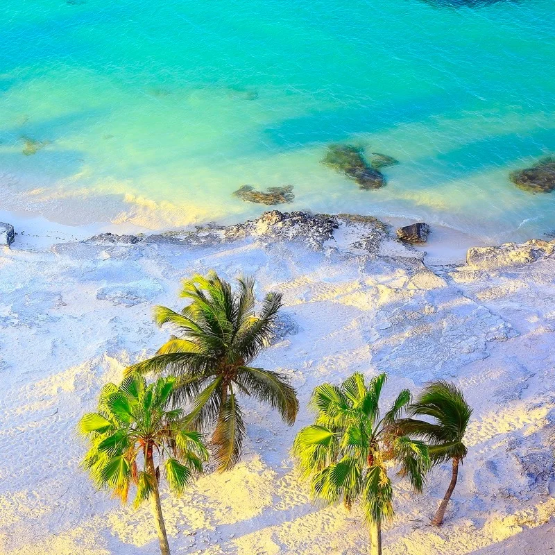 beautiful beach and palm trees