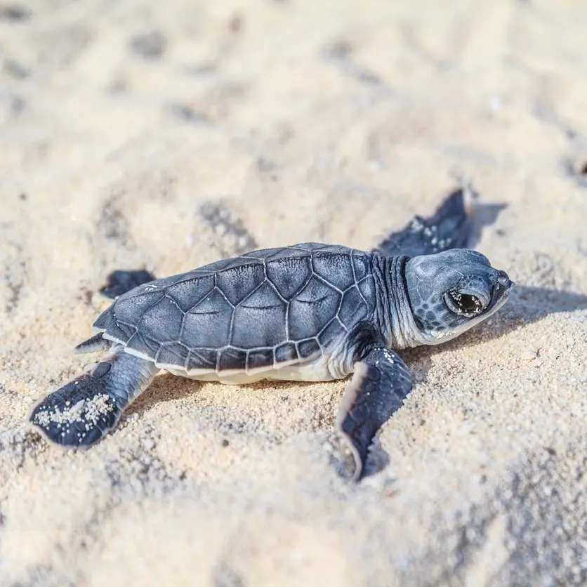 Sea turtle newborn.Side view.