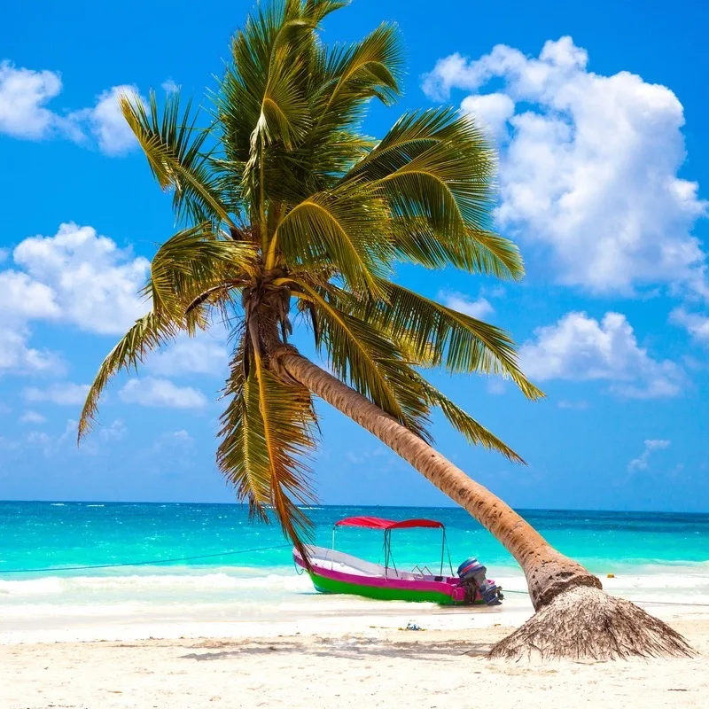 Palm tree and boat on tropical beach