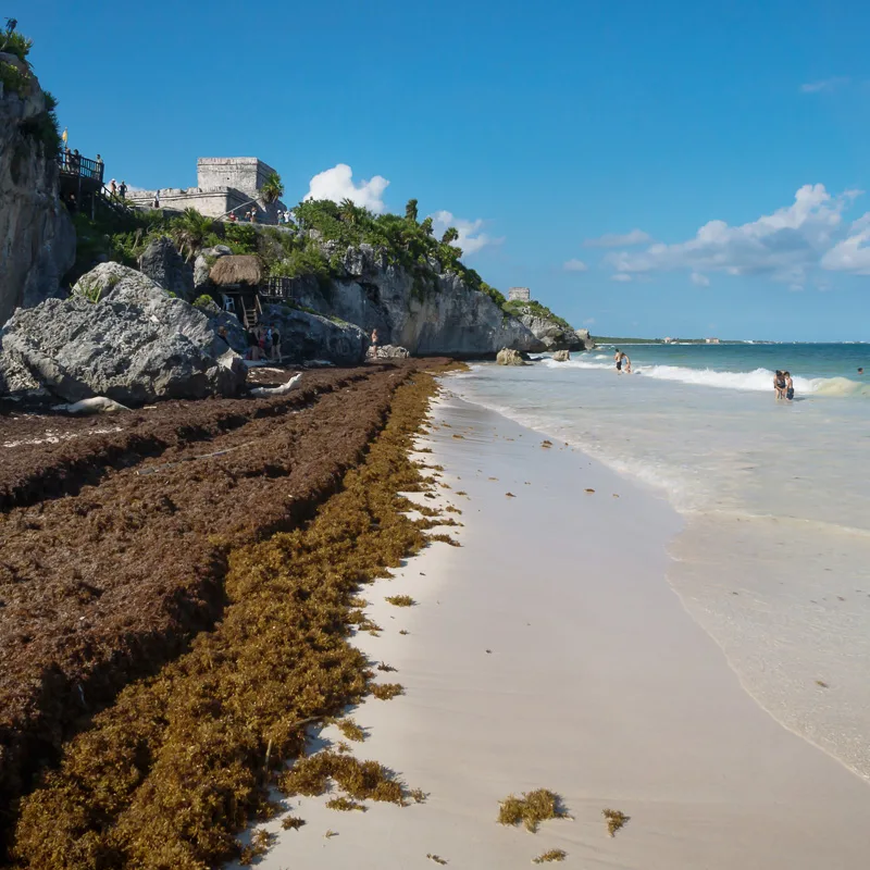 tulum sargassum