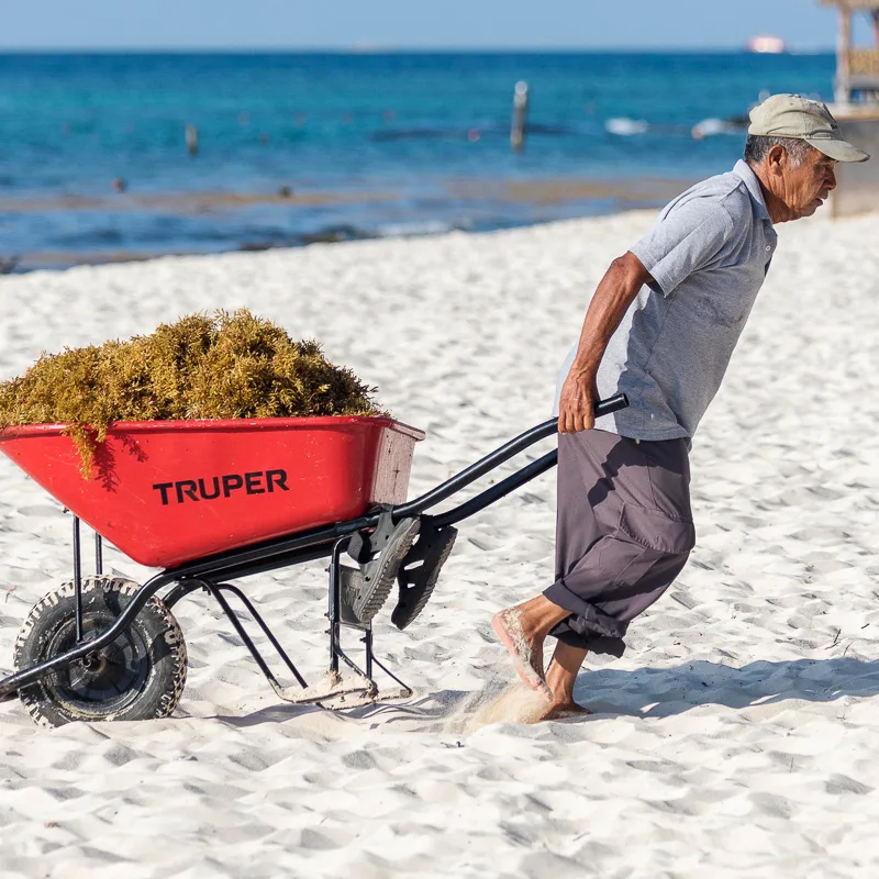 man liftin sargassum