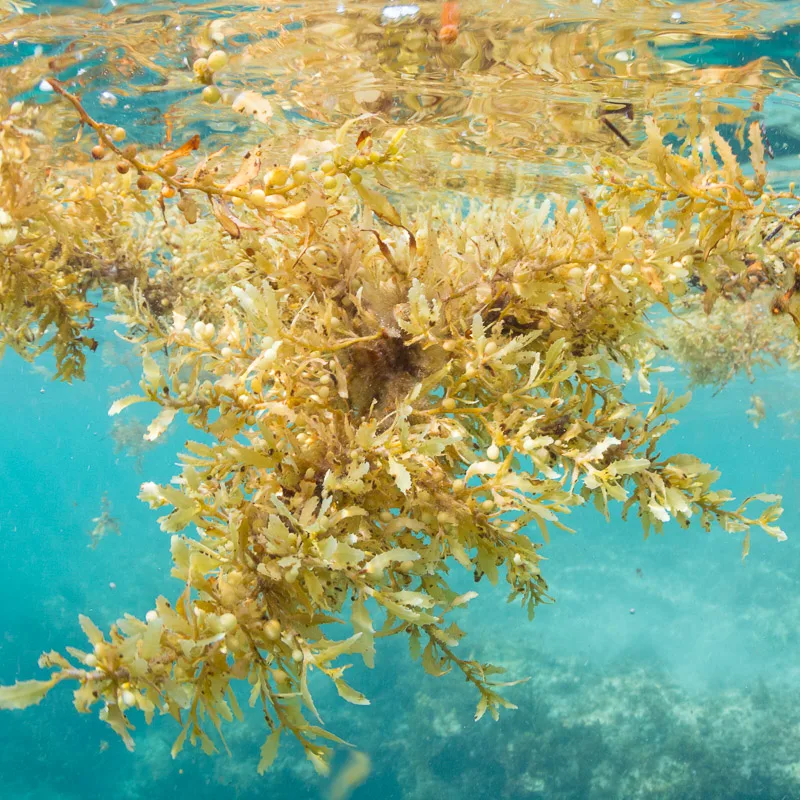 floating sargassum