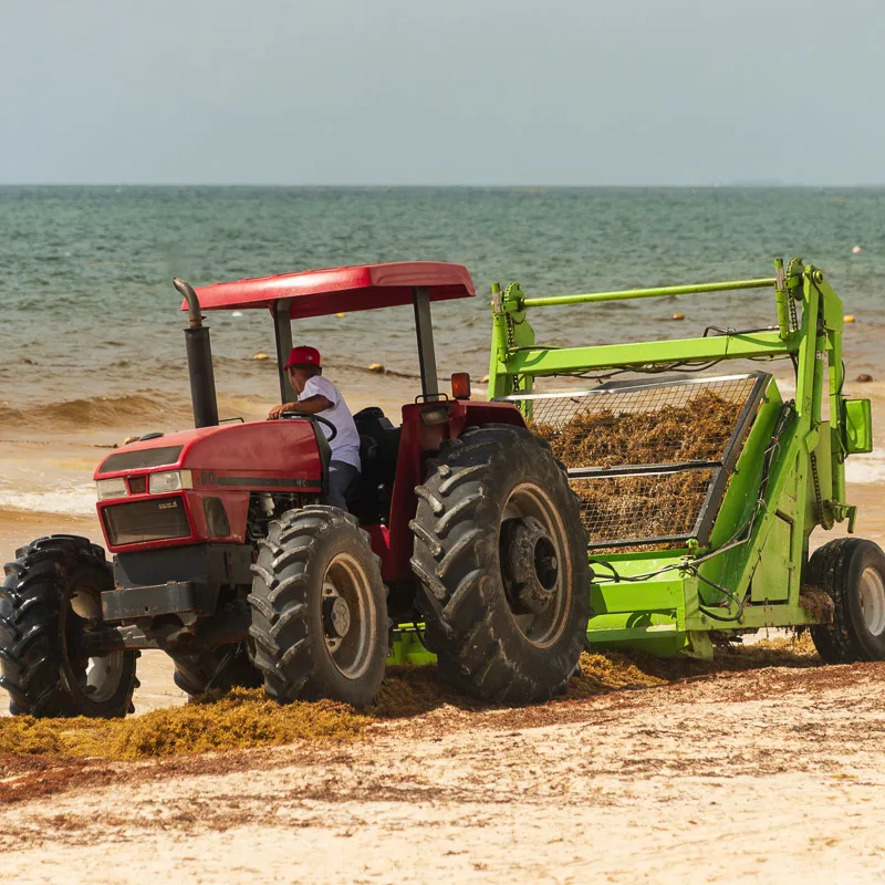 Sargassum Collection