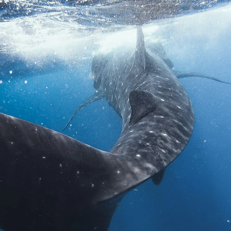 whale shark