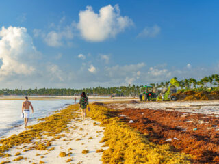 Almost 200 Tonnes Of Sargassum Seaweed Has Already Been Collected in Cancun This Year