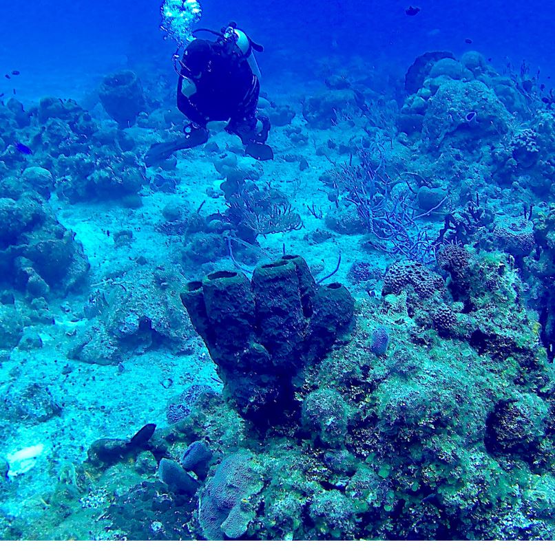 Coral Reefs Cozumel