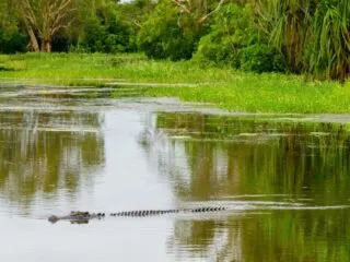 Crocodile Attacks Tourist In Bacalar Lagoon