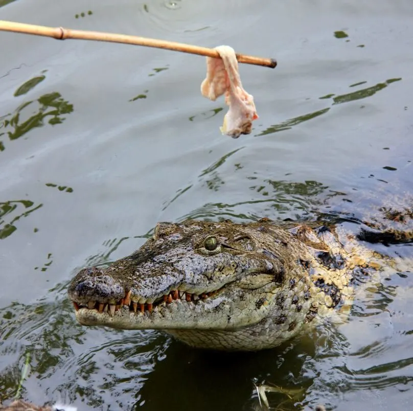 Crocodile Lured Back Into Water