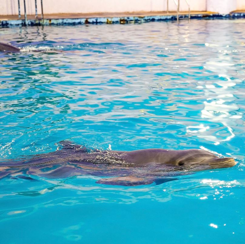 Dolphins In Isla Mujeres