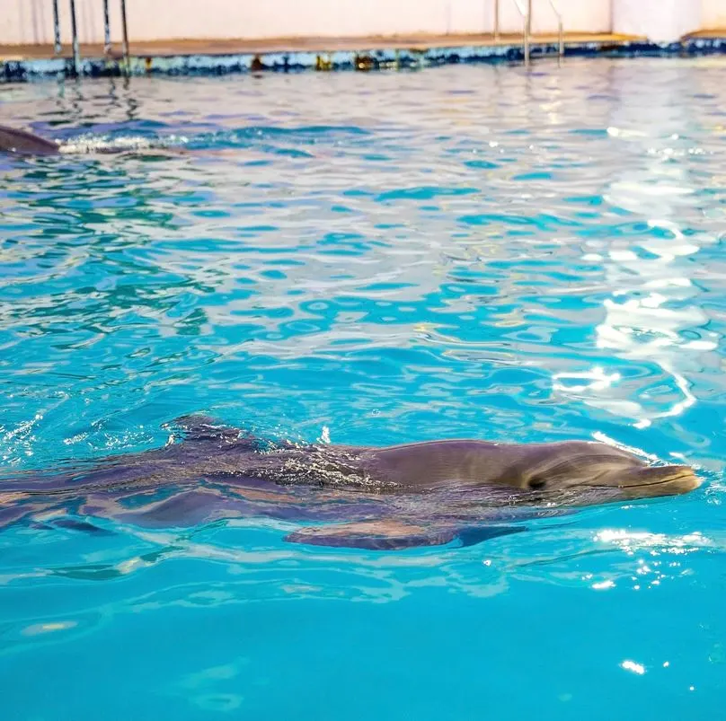 Dolphins In Isla Mujeres