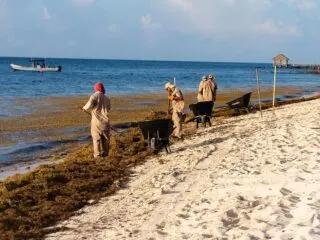 Governor Wants Locals Help To Clear Beaches Of Seaweed In Cancun