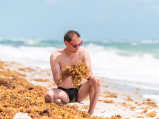Sargassum Has Been Found To Cause Skin Lesions On Folks With Sensitive Skin