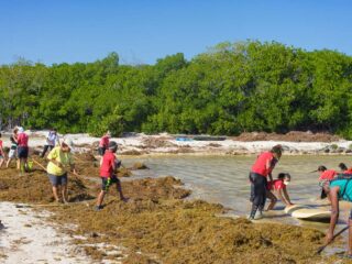 Uncollected Sargassum Seaweed Covers Tulum Beaches