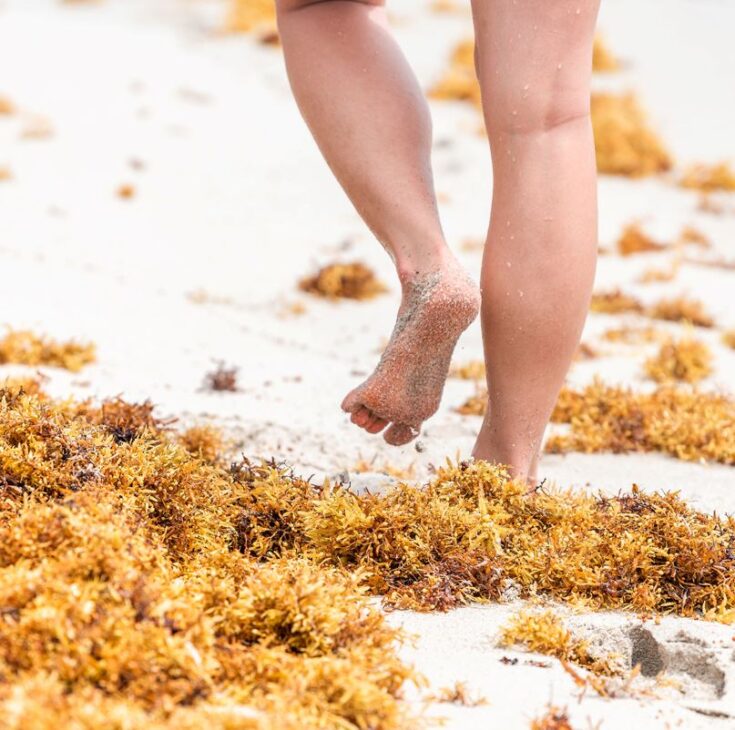 Experts Warn That Sargassum In Cancun Can Cause Mild Skin Rashes For